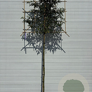 Prunus l. 'Angustifolia' 8-10 HO 15L LEIVORM 180 cm stam