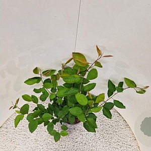 Amelanchier lamarckii 50-60 cm 4,5L