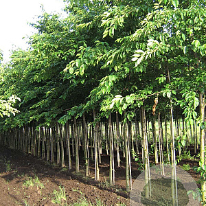 Prunus yedoensis 16-18 HO draadkluit