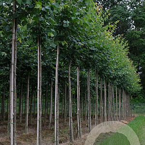 Tilia cordata 'Greenspire' 16-18 HO draadkluit