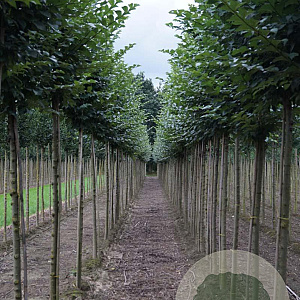 Ulmus 'Dodoens' 14-16 HO draadkluit