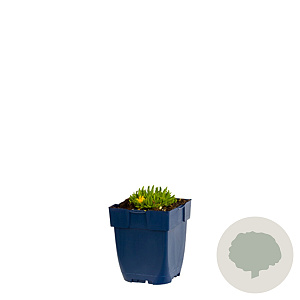 Delosperma congestum GM  P11