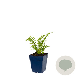 Matteuccia struthiopteris GM  P11