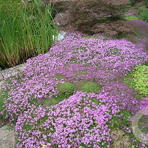Thymus praecox 'Coccineus' GM P9 BIO