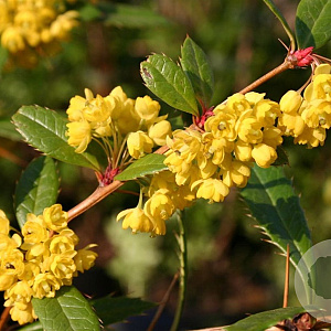 Berberis julianae 150-175 cm draadkluit struik