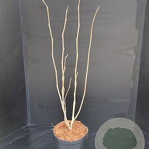 Magnolia sieboldii 60-80 cm 7,5L