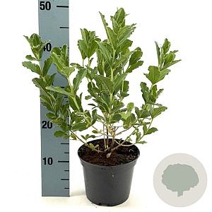 Brachyglottis compacta 25-30 cm 2,0L