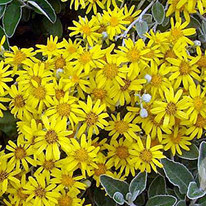Brachyglottis 'Sunshine' 35-40 cm 2,5L