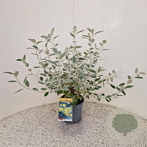 Brachyglottis 'Sunshine' 35-40 cm 2,5L