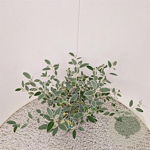 Brachyglottis 'Sunshine' 35-40 cm 2,5L