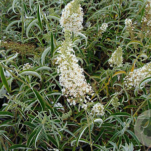 Buddleja d. 'Nanho White' GM 2,0L