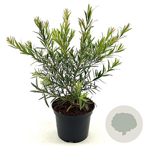 Callistemon Mini Red 30-40 cm 2,0L