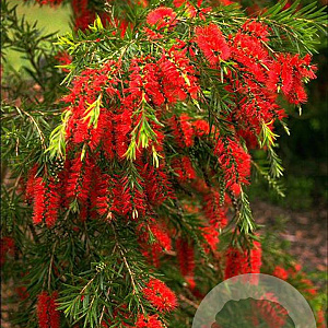 Callistemon viminalis 25-30 cm 2,0L