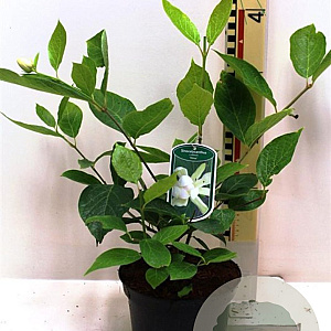 Calycanthus 'Venus' 60-80 cm 3,0L