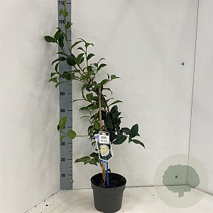 Camellia j. 'Alba Plena' 30-40 cm 3,0L