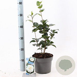 Camellia j. 'Alba Plena' 30-40 cm 3,0L