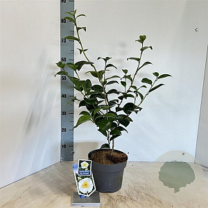 Camellia j. 'Alba Simplex' 30-40 cm 3,0L