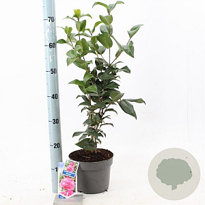 Camellia wil. 'Debbie' 30-40 cm 3,0L