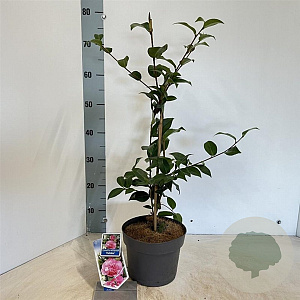 Camellia wil. 'Debbie' 30-40 cm 3,0L