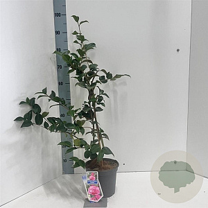 Camellia wil. 'Debbie' 30-40 cm 3,0L