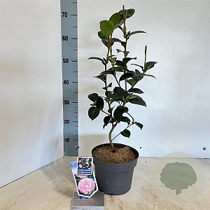 Camellia wil. 'E.G. Waterhouse' 30-40 cm 3,0L