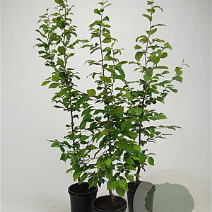 Carpinus betulus 80-100 cm 2,5L