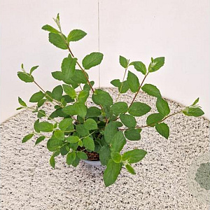 Ceanothus del. 'Gloire de Versaille 40-45 cm 2,5L