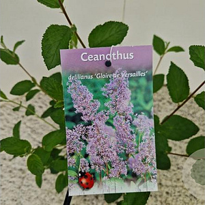 Ceanothus del. 'Gloire de Versaille 40-45 cm 2,5L