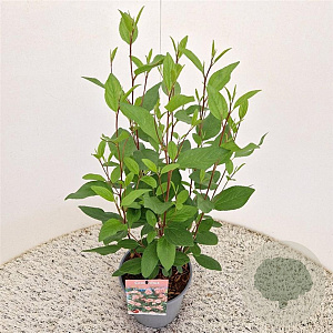 Ceanothus pallidus 'Marie Simon' 40-45 cm 2,5L