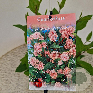 Ceanothus pallidus 'Marie Simon' 40-45 cm 2,5L