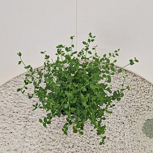 Ceanothus thyr. 'Millerton Point' 30-40 cm 2,5L