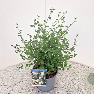 Ceanothus thyr. 'Millerton Point' 30-40 cm 2,5L