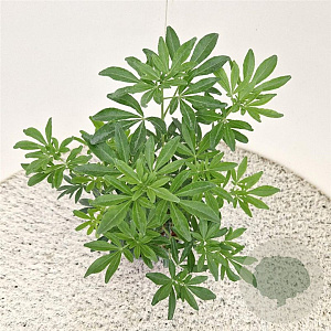 Choisya Green Fingers 35-40 cm 2,5L