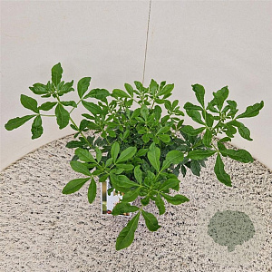 Choisya ternata 20-25 cm 2,5L