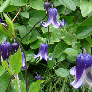 Clematis 'Rooguchi' 80 cm rozenpot 2L