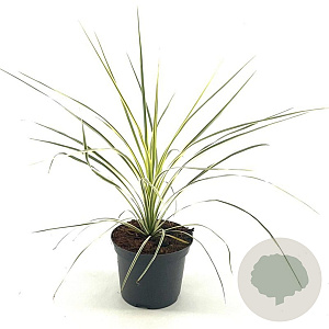 Cordyline australis 30-40 cm 2,0L