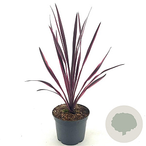 Cordyline 'Paso Doble' 30-40 cm 2,0L