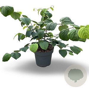 Corylopsis spicata 60-80 cm 12L