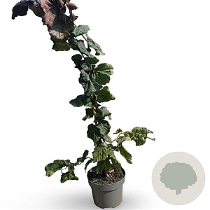 Corylus 'Red Majestic' 40-60 cm 4,0L