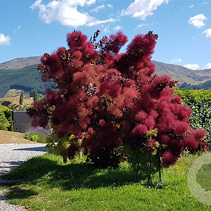 Cotinus 'Grace' 30-40 cm 2,0L
