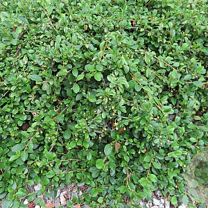 Cotoneaster dammeri plantgoed P9