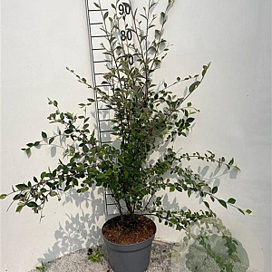Cotoneaster franchetii 125-150 cm 5,0L