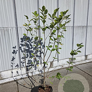 Magnolia sieboldii 100-125 cm 12L