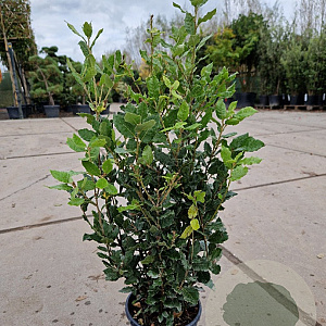 Quercus ilex 60-80 cm 3,0L
