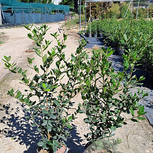 Quercus ilex 60-80 cm 3,0L