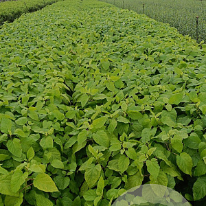 Hydrangea a. 'Annabelle' 20-30 cm 2,0L