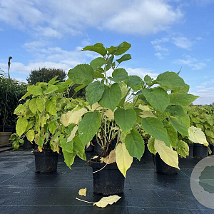 Hydrangea a. 'Annabelle' 20-30 cm 2,0L