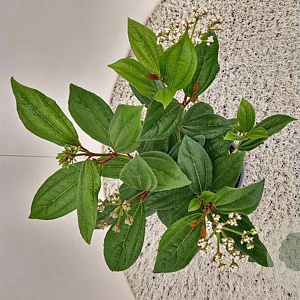 Viburnum davidii 30-40 cm 2,5L