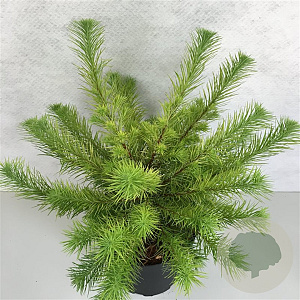 Larix kaempferi 'Magic Gold' 30-40 cm 3,0L