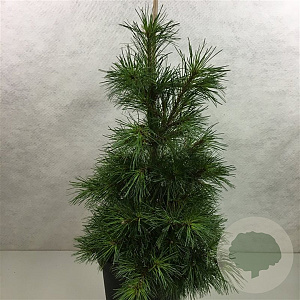 Pinus strobus 'Niagara Falls' 40-50 cm 10L